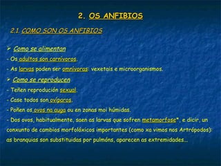 2.2. OS ANFIBIOSOS ANFIBIOS
2.1.2.1. COMO SON OS ANFIBIOSCOMO SON OS ANFIBIOS
 Como se alimentan
- Os adultos son carnívorosadultos son carnívoros.
- As larvaslarvas poden ser omnívorasomnívoras: vexetais e microorganismos.
 Como se reproducen
- Teñen reprodución sexualsexual.
- Case todos son ovíparosovíparos.
- Poñen os ovos na augaovos na auga ou en zonas moi húmidas.
- Dos ovos, habitualmente, saen as larvas que sofren metamorfosemetamorfose*, e dicir, un
conxunto de cambios morfolóxicos importantes (como xa vimos nos Artrópodos):
as branquias son substituidas por pulmóns, aparecen as extremidades...
 