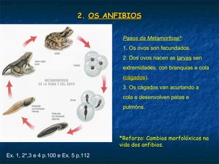 Ex. 1, 2*,3 e 4 p.100 e Ex. 5 p.112
2.2. OS ANFIBIOSOS ANFIBIOS
Pasos da Metamorfose*:
1. Os ovos son fecundados.
2. Dos ovos nacen as larvas sen
extremidades, con branquias e cola
(cágadoscágados).
3. Os cágados van acurtando a
cola e desenvolven patas e
pulmóns.
*Reforzo: Cambios morfolóxicos na
vida dos anfibios.
 