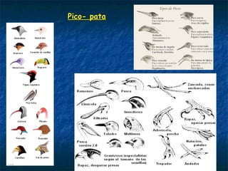 Pico- pataPico- pata
 