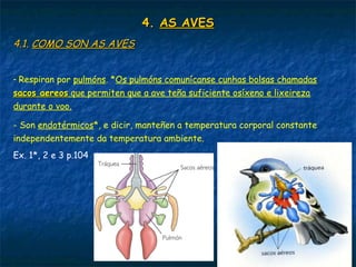 4.4. AS AVESAS AVES
4.1.4.1. COMO SON AS AVESCOMO SON AS AVES
- Respiran por pulmóns. *Os pulmóns comunícanse cunhas bolsas chamadas
sacos aereossacos aereos que permiten que a ave teña suficiente osíxeno e lixeireza
durante o voo.
- Son endotérmicos*, e dicir, manteñen a temperatura corporal constante
independentemente da temperatura ambiente.
Ex. 1*, 2 e 3 p.104
 