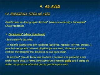 4.4. AS AVESAS AVES
4.2.4.2. PRINCIPAIS TIPOS DE AVESPRINCIPAIS TIPOS DE AVES
Clasifícanse en dous grupos: Ratites* (Aves corredoras) e Carenadas*
(Aves voadoras).
 Carenadas* (Aves Voadoras)
-Son a maioría das aves.
- A maioría destas aves son voadoras (gaivotas, rapaces, voitres, anades...),
pero hai excepcións como os pingüíns que non voan, aínda que precisan
realizar movementos moi similares ao voo para nadar.
- O esterno* (oso do tórax que protexe o corazón e os pulmóns) e moi
ancho nesta aves, e forma unha estrutura chamada quillaquilla que é capaz de
soster os potentes músculos que se precisan para voar.
 