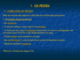 1.1. OS PEIXESOS PEIXES
1.1.1.1. COMO SON OS PEIXESCOMO SON OS PEIXES
Máis da metade das especies coñecidas de vertebrados son peixes.
 Principais Características
-Son acuáticosacuáticos.
- A maioría teñen o corpo cuberto de escamasescamas.
- A forma do seu corpo é fusiformefusiforme (máis ancho no centro e adelgazado nos
extremos) para facilitar o seu desprazamento na auga.
- Posúen aletasaletas, para maniobrar na auga.
-Son ectotérmicosectotérmicos**, a súa temperatura corporal depende do medio.
- Respiran mediante branquiasbranquias.
*Reforzo: Animais de sangue fría
 