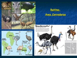 RatitesRatites
Aves CorredorasAves Corredoras
 