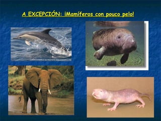 A EXCEPCIÓN: ¡Mamíferos con pouco pelo!A EXCEPCIÓN: ¡Mamíferos con pouco pelo!
 