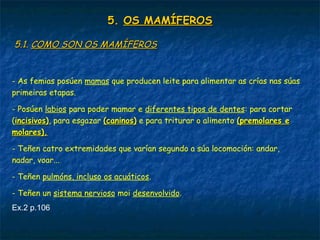 5.5. OS MAMÍFEROSOS MAMÍFEROS
5.1.5.1. COMO SON OS MAMÍFEROSCOMO SON OS MAMÍFEROS
- As femias posúen mamas que producen leite para alimentar as crías nas súas
primeiras etapas.
- Posúen labios para poder mamar e diferentes tipos de dentes: para cortar
(incisivos)incisivos), para esgazar (caninos)(caninos) e para triturar o alimento (premolares e(premolares e
molares).molares).
- Teñen catro extremidades que varían segundo a súa locomoción: andar,
nadar, voar...
- Teñen pulmóns, incluso os acuáticos.
- Teñen un sistema nervioso moi desenvolvido.
Ex.2 p.106
 