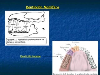 Dentinción MamíferaDentinción Mamífera
Dentición humana
 