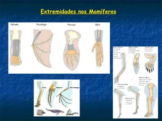Extremidades nos MamíferosExtremidades nos Mamíferos
 