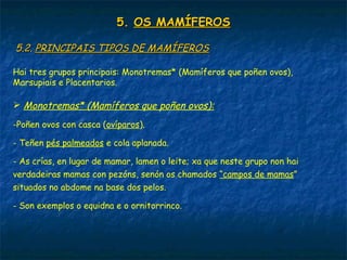 5.5. OS MAMÍFEROSOS MAMÍFEROS
5.2.5.2. PRINCIPAIS TIPOS DE MAMÍFEROSPRINCIPAIS TIPOS DE MAMÍFEROS
Hai tres grupos principais: Monotremas* (Mamíferos que poñen ovos),
Marsupiais e Placentarios.
 Monotremas* (Mamíferos que poñen ovos):
-Poñen ovos con casca (ovíparos).
- Teñen pés palmeados e cola aplanada.
- As crías, en lugar de mamar, lamen o leite; xa que neste grupo non hai
verdadeiras mamas con pezóns, senón os chamados “campos de mamas”
situados no abdome na base dos pelos.
- Son exemplos o equidna e o ornitorrinco.
 