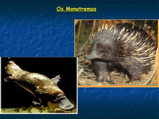 Os MonotremasOs Monotremas
 