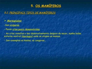5.5. OS MAMÍFEROSOS MAMÍFEROS
5.2.5.2. PRINCIPAIS TIPOS DE MAMÍFEROSPRINCIPAIS TIPOS DE MAMÍFEROS
 Marsupiales:
-Son vivíparos.
- Paren crías pouco desenvolvidas.
- As crías rematan o seu desenvolvemento despois de nacer, nunha bolsa
externa ventral (marsupio) onde se atopan as mamas.
- Son exemplos os koalas, os canguros...
 