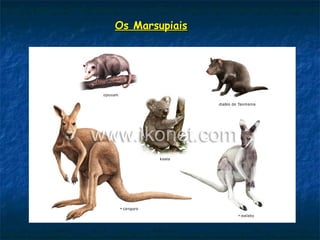 Os MarsupiaisOs Marsupiais
 