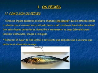 1.1. OS PEIXESOS PEIXES1.1. OS PEIXESOS PEIXES1.1. OS PEIXESOS PEIXES
1.1.1.1. COMO SON OS PEIXESCOMO SON OS PEIXES
- Teñen un órgano sensorial exclusivo chamado liña lateralliña lateral* que se estende dende
a cabeza cara a cola nun surco situado baixo a pel a ambolos dous lados do animal.
Con este órgano detectan as vibracións e movemento na auga (sérvelles para
localizar obstáculos, presas e inimigos).
* Reforzo: En lugar de liña lateral é suficiente que saibades que é un surco que
detecta as vibracións na auga.
 