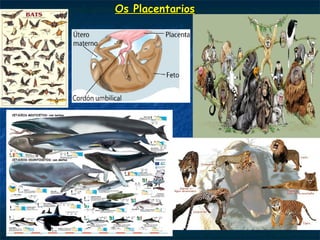 Os PlacentariosOs Placentarios
 