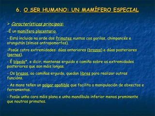 6.6. O SER HUMANO: UN MAMÍFERO ESPECIALO SER HUMANO: UN MAMÍFERO ESPECIAL
 Características principais:
-É un mamífero placentario.
- Está incluido na orde dos Primates xuntos cos gorilas, chimpancés e
orangután (simios antropomorfos).
-Posúe catro extremidades: dúas anteriores (brazos) e dúas posteriores
(pernas).
- É bípedo*, e dicir, mantense erguido e camiña sobre as extremidades
posteriores que son máis longas.
- Os brazos, ao camiñas erguido, quedan libres para realizar outras
funcións.
- As mans teñen un polgar opoñible que facilita a manipulación de obxectos e
ferramentas.
- Posúe unha cara máis plana e unha mandíbula inferior menos prominente
que noutros primates.
 