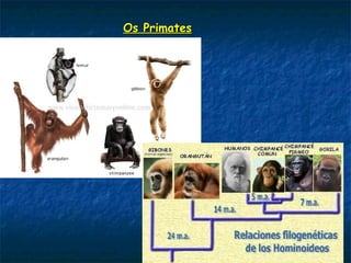 Os PrimatesOs Primates
 