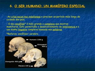 6.6. O SER HUMANO: UN MAMÍFERO ESPECIALO SER HUMANO: UN MAMÍFERO ESPECIAL
-As crías nacen moi indefensas e precisan un período máis longo de
coidado dos pais.
- O seu encéfalo* é máis grande e complexo que noutros
mamíferos. Esto permitíulle o desenvolvemento da intelixencia e o
uso dunha linguaxe complexa baseada nas palabras.
*Reforzo: encéfalo= cerebro.
 