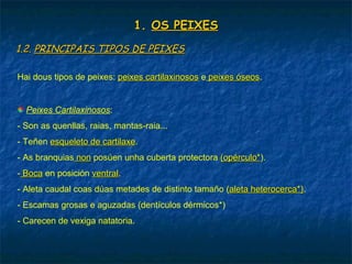 1.1. OS PEIXESOS PEIXES
1.2.1.2. PRINCIPAIS TIPOS DE PEIXESPRINCIPAIS TIPOS DE PEIXES
Hai dous tipos de peixes: peixes cartilaxinosospeixes cartilaxinosos e peixes óseospeixes óseos.
Peixes Cartilaxinosos:
- Son as quenllas, raias, mantas-raia...
- Teñen esqueleto de cartilaxeesqueleto de cartilaxe.
- As branquias nonnon posúen unha cuberta protectora (opérculo*(opérculo*).
- BocaBoca en posición ventralventral.
- Aleta caudal coas dúas metades de distinto tamaño (aleta heterocerca*)aleta heterocerca*).
- Escamas grosas e aguzadas (dentículos dérmicos*)
- Carecen de vexiga natatoria.
 