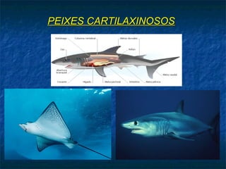 PEIXES CARTILAXINOSOSPEIXES CARTILAXINOSOS
 