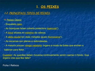 1.1. OS PEIXESOS PEIXES
1.2.1.2. PRINCIPAIS TIPOS DE PEIXESPRINCIPAIS TIPOS DE PEIXES
Peixes Óseos:
- Esqueleto óseoóseo.
- As branquias teñen cuberta protectora (opérculo*opérculo*).
- A bocaboca sitúase no extremoextremo da cabeza.
- A aleta caudalaleta caudal ten dúas metades iguais (homocercahomocerca*).
- As escamas son planas e redondeadas.
- A maioría posúen vexiga natatoriavexiga natatoria: órgano a modo de bolsa que enchen e
baleiran para flotar.
CuestiónCuestión: As quenllas deben moverse continuamente senón caerían ó fondo. Que
órgano cres que lles falta?
Ficha I Reforzo
 