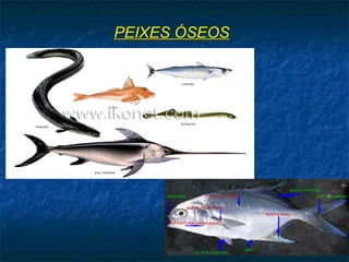 PEIXES ÓSEOSPEIXES ÓSEOS
 