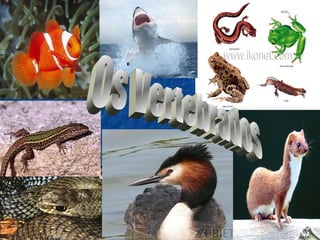 Vertebrados