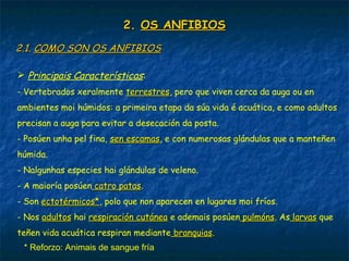 2.2. OS ANFIBIOSOS ANFIBIOS
2.1.2.1. COMO SON OS ANFIBIOSCOMO SON OS ANFIBIOS
 Principais Características:
- Vertebrados xeralmente terrestresterrestres, pero que viven cerca da auga ou en
ambientes moi húmidos: a primeira etapa da súa vida é acuática, e como adultos
precisan a auga para evitar a desecación da posta.
- Posúen unha pel fina, sen escamassen escamas, e con numerosas glándulas que a manteñen
húmida.
- Nalgunhas especies hai glándulas de veleno.
- A maioría posúen catro patascatro patas.
- Son ectotérmicos*ectotérmicos*, polo que non aparecen en lugares moi fríos.
- Nos adultosadultos hai respiración cutánearespiración cutánea e ademais posúen pulmónspulmóns. As larvaslarvas que
teñen vida acuática respiran mediante branquiasbranquias.
* Reforzo: Animais de sangue fría
 