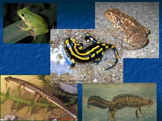 Vertebrados