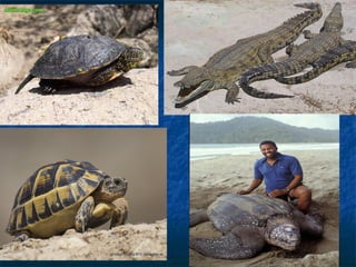 Vertebrados