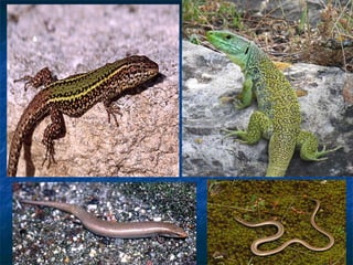 Vertebrados