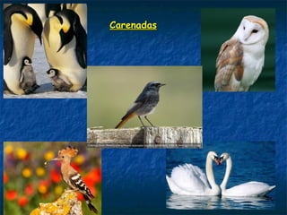 CarenadasCarenadas
 