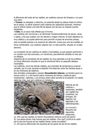 A diferencia del resto de los reptiles, las culebras carecen de tímpano y no oyen
muy bien.
• Tronco: es alargado y estrecho; se extiende desde la cabeza hasta el orificio
de la cloaca. La parte superior está cubierta por pequeñas escamas, mientras
que la inferior posee una sola fila de placas con las que se impulsa cuando
serpentea.
• Cola: es un poco más afilada que el tronco.
Las culebras son carnívoras y se alimentan fundamentalmente de peces, ranas
y sapos, a los que sujetan con los dientes y tragan enteros. El tubo digestivo es
muy elástico y se puede deformar para permitir el paso de enormes presas;
esto es posible gracias a la ausencia de esternón, hueso que une las costillas en
otros vertebrados. Las culebras respiran por un solo pulmón, situado en el lado
derecho.
La circulación de las culebras es doble e incompleta, ya que poseen pulmones y
un corazón con dos aurículas y un ventrículo, parcialmente dividido en dos por
un tabique.
Esquema de la circulación de los reptiles. Es muy parecida a la de los anfibios.
La única diferencia consiste en que el ventrículo tiene un pequeño tabique
incompleto.
Las culebras, como los demás reptiles, son animales de temperatura corporal
variable, por lo cual, durante la estación fría hibernan entre las hierbas secas o
en los montones de estiércol.
Son animales unisexuales y poseen fecundación interna. La hembra pone en
verano entre 11 y 50 huevos sobre montones de hierba y estiércol para
mantenerlos calientes, y se enrosca sobre ellos durante la incubación. En otoño
salen las crías, que son culebras en miniatura.
Además de las
culebras y
serpientes, también
son reptiles los
cocodrilos, las
tortugas, los
lagartos, las
lagartijas y las
salamanquesas.
ACTIVIDADES
Resuelve las
siguientes
preguntas:
a) ¿Por qué los reptiles no tienen fecundación externa como los peces7
b) Los peces ponen más huevos que los reptiles. ¿Por qué? ¿Cuál es la razón
por la que los huevos de los reptiles tienen varias envueltas?
c) ¿En qué se diferencian las escamas de los peces de las de los reptiles
 