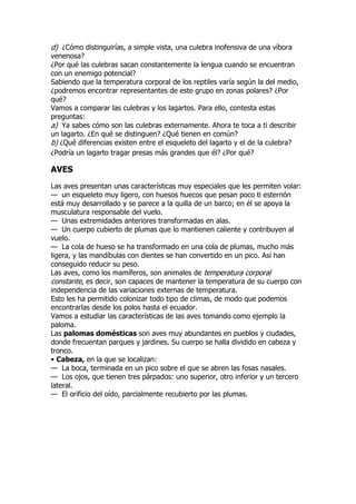 d) ¿Cómo distinguirías, a simple vista, una culebra inofensiva de una víbora
venenosa?
¿Por qué las culebras sacan constantemente la lengua cuando se encuentran
con un enemigo potencial?
Sabiendo que la temperatura corporal de los reptiles varía según la del medio,
¿podremos encontrar representantes de este grupo en zonas polares? ¿Por
qué?
Vamos a comparar las culebras y los lagartos. Para ello, contesta estas
preguntas:
a) Ya sabes cómo son las culebras externamente. Ahora te toca a ti describir
un lagarto. ¿En qué se distinguen? ¿Qué tienen en común?
b) ¿Qué diferencias existen entre el esqueleto del lagarto y el de la culebra?
¿Podría un lagarto tragar presas más grandes que él? ¿Por qué?
AVES
Las aves presentan unas características muy especiales que les permiten volar:
— un esqueleto muy ligero, con huesos huecos que pesan poco ti esternón
está muy desarrollado y se parece a la quilla de un barco; en él se apoya la
musculatura responsable del vuelo.
— Unas extremidades anteriores transformadas en alas.
— Un cuerpo cubierto de plumas que lo mantienen caliente y contribuyen al
vuelo.
— La cola de hueso se ha transformado en una cola de plumas, mucho más
ligera, y las mandíbulas con dientes se han convertido en un pico. Así han
conseguido reducir su peso.
Las aves, como los mamíferos, son animales de temperatura corporal
constante, es decir, son capaces de mantener la temperatura de su cuerpo con
independencia de las variaciones externas de temperatura.
Esto les ha permitido colonizar todo tipo de climas, de modo que podemos
encontrarlas desde los polos hasta el ecuador.
Vamos a estudiar las características de las aves tomando como ejemplo la
paloma.
Las palomas domésticas son aves muy abundantes en pueblos y ciudades,
donde frecuentan parques y jardines. Su cuerpo se halla dividido en cabeza y
tronco.
• Cabeza, en la que se localizan:
— La boca, terminada en un pico sobre el que se abren las fosas nasales.
— Los ojos, que tienen tres párpados: uno superior, otro inferior y un tercero
lateral.
— El orificio del oído, parcialmente recubierto por las plumas.
 