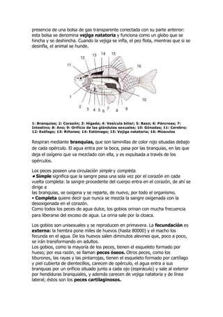 presencia de una bolsa de gas transparente conectada con su parte anterior:
esta bolsa se denomina vejiga natatoria y funciona como un globo que se
hincha y se deshincha. Cuando la vejiga se infla, el pez flota, mientras que si se
desinfla, el animal se hunde.
1: Branquias; 2: Corazón; 3: Hígado; 4: Vesícula biliar; 5: Bazo; 6: Páncreas; 7:
Intestino; 8: Ano; 9: Orificio de las glándulas sexuales; 10: Gónadas; 11: Cerebro;
12: Esófago; 13: Riñones; 14: Estómago; 15: Vejiga natatoria; 16: Músculos
Respiran mediante branquias, que son laminillas de color rojo situadas debajo
de cada opérculo. El agua entra por la boca, pasa por las branquias, en las que
deja el oxígeno que va mezclado con ella, y es expulsada a través de los
opérculos.
Los peces poseen una circulación simple y completa.
• Simple significa que la sangre pasa una sola vez por el corazón en cada
vuelta completa: la sangre procedente del cuerpo entra en el corazón, de ahí se
dirige a
las branquias, se oxigena y se reparte, de nuevo, por todo el organismo.
• Completa quiere decir que nunca se mezcla la sangre oxigenada con la
desoxigenada en el corazón.
Como todos los peces de agua dulce, los gobios orinan con mucha frecuencia
para liberarse del exceso de agua. La orina sale por la cloaca.
Los gobios son unisexuales y se reproducen en primavera. La fecundación es
externa: la hembra pone miles de huevos (hasta 80000) y el macho los
fecunda en el agua. De los huevos salen diminutos alevines que, poco a poco,
se irán transformando en adultos.
Los gobios, como la mayoría de los peces, tienen el esqueleto formado por
hueso; por esa razón, se llaman peces óseos. Otros peces, como los
tiburones, las rayas y las pintarrojas, tienen el esqueleto formado por cartílago
y piel cubierta de dientecillos, carecen de opérculo, el agua entra a sus
branquias por un orificio situado junto a cada ojo (espiráculo) y sale al exterior
por hendiduras branquiales, y además carecen de vejiga natatoria y de línea
lateral; éstos son los peces cartilaginosos.
 