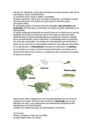 este tipo de respiración, la piel debe permanecer siempre húmeda, razón por la
cual produce mucus constantemente.
La circulación de las ranas es doble e incompleta.
Al poseer pulmones, existen dos recorridos circulatorios: uno desde el corazón
hacia los pulmones y otro desde el corazón hacia el resto del cuerpo
(circulación doble).
Es incompleta porque el corazón tiene tres cavidades: dos aurículas y un
ventrículo, de forma que en este último se mezcla la sangre oxigenada con la
desoxigenada.
La sangre oxigenada procedente del pulmón entra en el corazón por la aurícula
izquierda; de ahí pasa al ventrículo, que la envía hacia el resto del cuerpo.
Posteriormente, la sangre desoxigenada que procede del cuerpo es recogida
por la aurícula derecha, pasa al ventrículo y es bombeada hacía los pulmones.
Las ranas son unisexuales. Los machos son más pequeños que las hembras y
tienen en las manos de las extremidades anteriores unos callos que intervienen
en la reproducción. La fecundación se produce en primavera, es externa y
ocurre siempre en el agua. El macho abraza fuertemente a la hembra con la
ayuda de los callos de sus manos y, a medida que ella va poniendo los huevos,
el macho los fecunda.
Estos huevos están protegidos por una envuelta gelatinosa que se hincha en
contacto con el agua. Del huevo sale una larva, el renacuajo, que es muy
diferente a la rana, y que experimenta una metamorfosis progresiva hasta
transformarse en el animal adulto.
También son anfibios los sapos, las salamandras y los tritones.
ACTIVIDADES
Vamos a comparar un pez con un anfibio.
a) ¿Qué rasgos tienen en común?
 