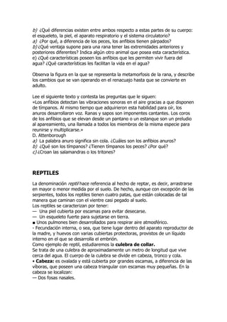 b) ¿Qué diferencias existen entre ambos respecto a estas partes de su cuerpo:
el esqueleto, la piel, el aparato respiratorio y el sistema circulatorio?
a) ¿Por qué, a diferencia de los peces, los anfibios tienen párpados?
b) ¿Qué ventaja supone para una rana tener las extremidades anteriores y
posteriores diferentes? Indica algún otro animal que posea esta característica.
e) ¿Qué características poseen los anfibios que les permiten vivir fuera del
agua? ¿Qué características les facilitan la vida en el agua?
Observa la figura en la que se representa la metamorfosis de la rana, y describe
los cambios que se van operando en el renacuajo hasta que se convierte en
adulto.
Lee el siguiente texto y contesta las preguntas que le siguen:
«Los anfibios detectan las vibraciones sonoras en el aire gracias a que disponen
de tímpanos. Al mismo tiempo que adquirieron esta habilidad para oír, los
anuros desarrollaron voz. Ranas y sapos son imponentes cantantes. Los coros
de los anfibios que se elevan desde un pantano o un estanque son un preludio
al apareamiento, una llamada a todos los miembros de la misma especie para
reunirse y multiplicarse.»
D. Attenborough
a) La palabra anuro significa sin cola. ¿Cuáles son los anfibios anuros?
b) ¿Qué son los tímpanos? ¿Tienen tímpanos los peces? ¿Por qué?
c) ¿Croan las salamandras o los tritones?
REPTILES
La denominación reptil hace referencia al hecho de reptar, es decir, arrastrarse
en mayor o menor medida por el suelo. De hecho, aunque con excepción de las
serpientes, todos los reptiles tienen cuatro patas, que están colocadas de tal
manera que caminan con el vientre casi pegado al suelo.
Los reptiles se caracterizan por tener:
— Una piel cubierta por escamas para evitar desecarse.
— Un esqueleto fuerte para sujetarse en tierra.
■ Unos pulmones bien desarrollados para respirar aire atmosférico.
- Fecundación interna, o sea, que tiene lugar dentro del aparato reproductor de
la madre, y huevos con varias cubiertas protectoras, provistos de un líquido
interno en el que se desarrolla el embrión.
Como ejemplo de reptil, estudiaremos la culebra de collar.
Se trata de una culebra de aproximadamente un metro de longitud que vive
cerca del agua. El cuerpo de la culebra se divide en cabeza, tronco y cola.
• Cabeza: es ovalada y está cubierta por grandes escamas, a diferencia de las
víboras, que poseen una cabeza triangular con escamas muy pequeñas. En la
cabeza se localizan:
— Dos fosas nasales.
 