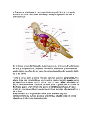 • Tronco: se articula con la cabeza mediante un cuello flexible que puede
moverse en varias direcciones. Por debajo de la parte posterior se abre el
orificio cloacal.
En el tronco se insertan las cuatro extremidades: dos anteriores, transformadas
en alas, y dos posteriores, las patas, recubiertas de escamas y terminadas en
cuatro dedos con uñas. De las patas, la única articulación externamente visible
es la del tobillo.
Tanto la cabeza como el tronco y las alas se hallan cubiertos por plumas. Una
pluma típica está constituida por un eje central macizo, llamado raquis, que se
prolonga hacia abajo en un tubo hueco, conocido como cañón. A los lados del
raquis se disponen unos filamentos paralelos entre sí que reciben el nombre de
barbas y que se unen firmemente gracias a barbillas ganchudas. De este
modo, las plumas constituyen una lámina continua que aísla a las aves del frío y
de la lluvia.
Para contribuir a su impermeabilización, estos animales engrasan
constantemente su plumaje gracias a una glándula situada cerca del orificio
cloacal que produce una sustancia grasa.
 