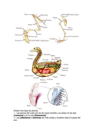 Existen tres tipos de plumas:
— Las plumas del vuelo son las de mayor tamaño y se sitúan en las alas
(remeras) y en la cola (timoneras).
— Las coberteras o tectrices son más cortas y recubren todo el cuerpo del
ave.
 