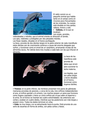 El ratón común es un
pequeño animal que habita
tanto en el campo como en
rincones poco frecuentados
de las viviendas. Su cuerpo
está dividido en tres partes:
cabeza, tronco y cola.
• Cabeza, en la que se
localizan:
Las orejas, grandes,
redondeadas y móviles, que el animal orienta en dirección al sonido.
Los ojos, redondos y protegidos por dos párpados móviles.
Las fosas nasales, situadas en el hocico puntiagudo.
La boca, provista de dos dientes largos en la parte anterior de cada mandíbula:
estos dientes son de crecimiento continuo a causa del enorme desgaste que
sufren, y funcionan como el cincel de un carpintero, arrancando virutas de los
alimentos duros. Por detrás tiene tres muelas a cada lado con las que trituran el
alimento.
La boca de los
mamíferos está
provista de
labios que sirven
para succionar la
leche materna.
Los bigotes, que
son pelos largos
y duros situados
en el hocico,
funcionan como
órganos táctiles.
• Tronco: en la parte inferior, las hembras presentan tres pares de glándulas
mamarias provistas de pezones, y cerca de la cola, tres orificios independientes:
el ano, el orificio genital y el urinario. Los machos poseen un pene que funciona
como órgano copulador y tiene un único orificio por el que salen el esperma y
la orina. En el tronco se insertan las cuatro extremidades: las anteriores son
cortas y acaban en cuatro dedos, mientras que las posteriores son más largas y
poseen cinco. Todos los dedos terminan en uñas.
• Cola: es muy larga y se va estrechando hacia la punta. Está provista de una
serie de escamas en forma de anillos, con pelos cortos y tiesos.
 