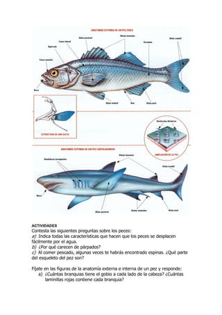 ACTIVIDADES
Contesta las siguientes preguntas sobre los peces:
a) Indica todas las características que hacen que los peces se desplacen
fácilmente por el agua.
b) ¿Por qué carecen de párpados?
c) Al comer pescado, algunas veces te habrás encontrado espinas. ¿Qué parte
del esqueleto del pez son?
Fíjate en las figuras de la anatomía externa e interna de un pez y responde:
a) ¿Cuántas branquias tiene el gobio a cada lado de la cabeza? ¿Cuántas
laminillas rojas contiene cada branquia?
 