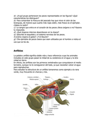 b) ¿A qué grupo pertenecen los peces representados en las figuras? ¿Qué
características los distinguen?
b) Para comprobar la frescura del pescado hay que mirar el color de las
branquias, de manera que cuanto más rojas estén, más fresco es el ejemplar.
¿Sabes la razón?
c) La sangre que entra en el corazón de los peces ¿lleva oxígeno o no? Razona
tu respuesta.
d) ¿Qué órganos internos desembocan en la cloaca?
e) Describe el esqueleto y el sistema nervioso de los peces.
f) ¿Cómo respira el gobio? ¿Y el tiburón?
g) Cita ejemplos de peces óseos que sean utilizados por el hombre e indica el
uso que se les da.
Anfibios
La palabra anfibio significa doble vida y hace referencia a que los animales
incluidos en este grupo pasan la mitad de su existencia en el agua y la otra
mitad en tierra.
En efecto, los anfibios son los primeros vertebrados que conquistaron el medio
terrestre, aunque no lo consiguieron del todo, ya que necesitan volver al agua
para reproducirse.
Para estudiar la estructura de un anfibio tomaremos como ejemplo a la rana
verde, muy frecuente en charcas y ríos.
 
