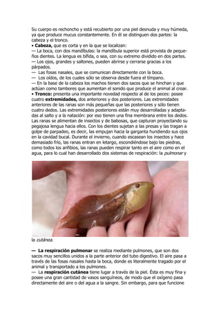 Su cuerpo es rechoncho y está recubierto por una piel desnuda y muy húmeda,
ya que produce mucus constantemente. En él se distinguen dos partes: la
cabeza y el tronco.
• Cabeza, que es corta y en la que se localizan:
— La boca, con dos mandíbulas: la mandíbula superior está provista de peque-
ños dientes. La lengua es bífida, o sea, con su extremo dividido en dos partes.
— Los ojos, grandes y saltones, pueden abrirse y cerrarse gracias a los
párpados.
— Las fosas nasales, que se comunican directamente con la boca.
— Los oídos, de los cuales sólo se observa desde fuera el tímpano.
— En la base de la cabeza los machos tienen dos sacos que se hinchan y que
actúan como tambores que aumentan el sonido que produce el animal al croar.
• Tronco: presenta una importante novedad respecto al de los peces: posee
cuatro extremidades, dos anteriores y dos posteriores. Las extremidades
anteriores de las ranas son más pequeñas que las posteriores y sólo tienen
cuatro dedos. Las extremidades posteriores están muy desarrolladas y adapta-
das al salto y a la natación: por eso tienen una fina membrana entre los dedos.
Las ranas se alimentan de insectos y de babosas, que capturan proyectando su
pegajosa lengua hacia ellos. Con los dientes sujetan a las presas y las tragan a
golpe de parpadeo, es decir, las empujan hacia la garganta hundiendo sus ojos
en la cavidad bucal. Durante el invierno, cuando escasean los insectos y hace
demasiado frío, las ranas entran en letargo, escondiéndose bajo las piedras,
como todos los anfibios, las ranas pueden respirar tanto en el aire como en el
agua, para lo cual han desarrollado dos sistemas de respiración: la pulmonar y
la cutánea.
— La respiración pulmonar se realiza mediante pulmones, que son dos
sacos muy sencillos unidos a la parte anterior del tubo digestivo. El aire pasa a
través de las fosas nasales hasta la boca, donde es literalmente tragado por el
animal y transportado a los pulmones.
— La respiración cutánea tiene lugar a través de la piel. Ésta es muy fina y
posee una gran cantidad de vasos sanguíneos, de modo que el oxígeno pasa
directamente del aire o del agua a la sangre. Sin embargo, para que funcione
 