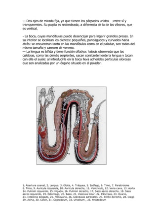 — Dos ojos de mirada fija, ya que tienen los párpados unidos -entre sí y
transparentes. Su pupila es redondeada, a diferencia de la de las víboras, que
es vertical.
- La boca, cuyas mandíbulas puede desencajar para ingerir grandes presas. En
su interior se localizan los dientes: pequeños, puntiagudos y curvados hacia
atrás: se encuentran tanto en las mandíbulas como en el paladar, son todos del
mismo tamaño y carecen de veneno.
— La lengua es bífida y tiene función olfativa: habrás observado que las
culebras, como las demás serpientes, sacan constantemente la lengua y tocan
con ella el suelo: al introducirla en la boca lleva adheridas partículas olorosas
que son analizadas por un órgano situado en el paladar.
1. Abertura coanal, 2. Lengua, 3. Glotis, 4. Tráquea, 5. Esófago, 6. Timo, 7. Paratiroides
8. Timo, 9. Aurícula izquierda, 10. Aurícula derecha, 11. Ventrículo, 12. Vena cava, 13. Aorta
14. Pulmón izquierdo, 15. Hígado, 16. Pulmón derecho, 17. Saco aéreo derecho, 18. Saco
aéreo izquierdo, 19. Estómago, 20. Bazo, 21. Vesícula biliar, 22. Páncreas, 23. Ovario,
24. Intestino delgado, 25. Mesovario, 26. Glándulas adrenales, 27. Riñón derecho, 28. Ciego
29. Aorta, 30. Colon, 31. Coprodeum, 32. Urodeum , 33. Proctodeum
 