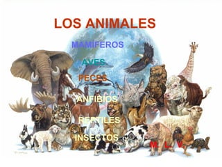 LOS ANIMALES
MAMÍFEROS
AVES
PECES
ANFIBIOS
REPTILES
INSECTOS
M. L. V.
 
