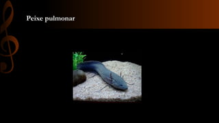 Peixe pulmonar
 
