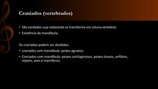Craniados (vertebrados)
• São cordados cuja notocorda se transforma em coluna vertebral;
• Existência de mandíbula;
Os craniados podem ser divididos:
• craniados sem mandíbula: peixes agnatos;
• Craniados com mandíbula: peixes cartilaginosos, peixes ósseos, anfíbios,
répteis, aves e mamíferos;
 