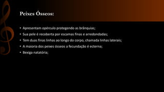 Peixes Ósseos:
• Apresentam opérculo protegendo as brânquias;
• Sua pele é recoberta por escamas finas e arredondadas;
• Tem duas finas linhas ao longo do corpo, chamada linhas laterais;
• A maioria dos peixes ósseos a fecundação é ecterna;
• Bexiga natatória;
 