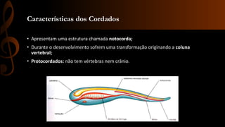 Características dos Cordados
• Apresentam uma estrutura chamada notocorda;
• Durante o desenvolvimento sofrem uma transformação originando a coluna
vertebral;
• Protocordados: não tem vértebras nem crânio.
 