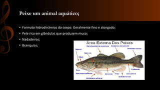 Peixe um animal aquático;
• Formato hidrodinâmico do corpo: Geralmente fino e alongado;
• Pele rica em glândulas que produzem muco;
• Nadadeiras;
• Branquias;
 