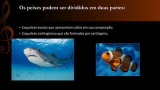 Os peixes podem ser divididos em duas partes:
• Esqueleto ósseos que apresentam cálcio em sua composição;
• Esqueleto cartilaginoso que são formados por cartilagens;
 