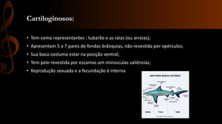 Cartiloginosos:
• Tem como representantes : tubarão e as raias (ou arraias);
• Apresentam 5 a 7 pares de fendas brânquias, não revestida por opérculos;
• Sua boca costuma estar na posição ventral;
• Tem pele revestida por escamas om minúsculas saliências;
• Reprodução sexuada e a fecundação é interna
 